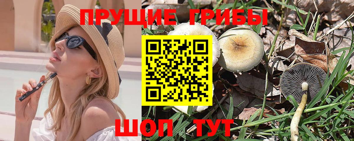 где можно купить наркотик  Галлюциногенные грибы MAGIC MUSHROOMS  Калининград  Псилоцибиновые грибы MAGIC MUSHROOMS 